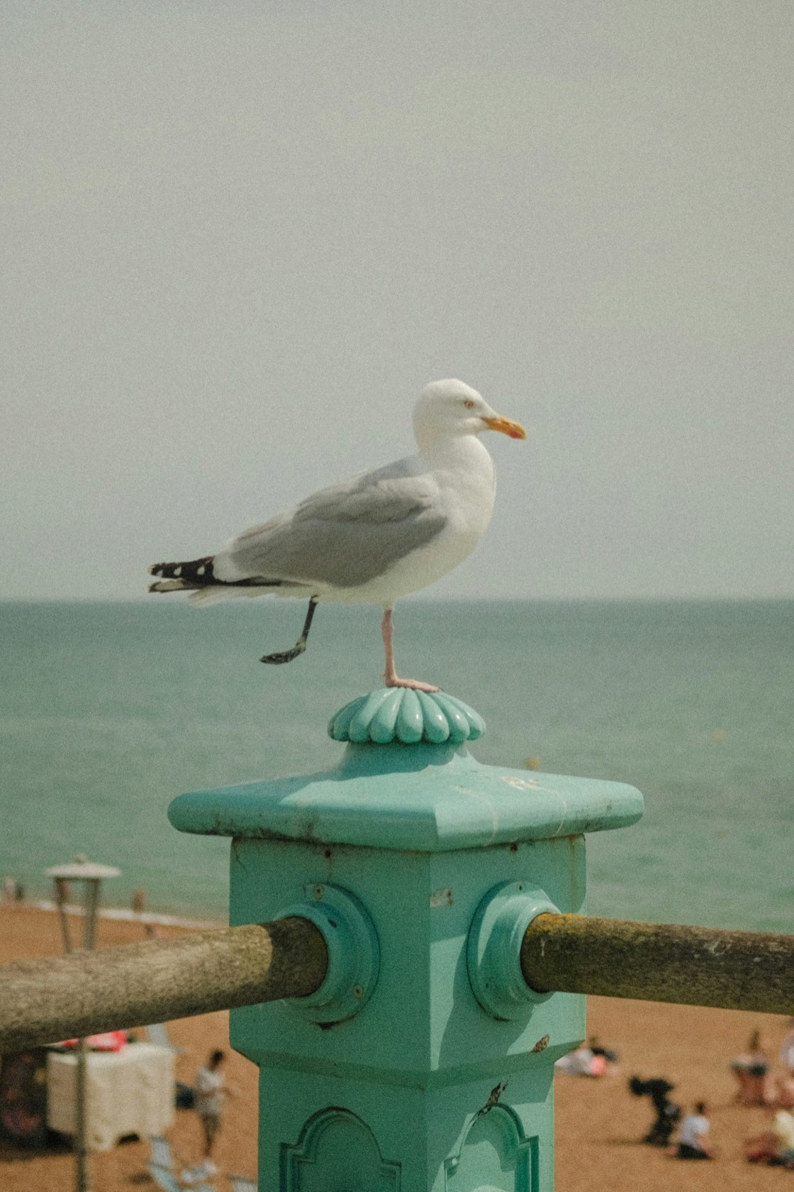 Original photo — a seagull perched on a seafront railing post